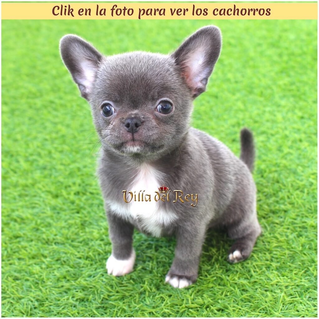Madrid chihuahua criadero
