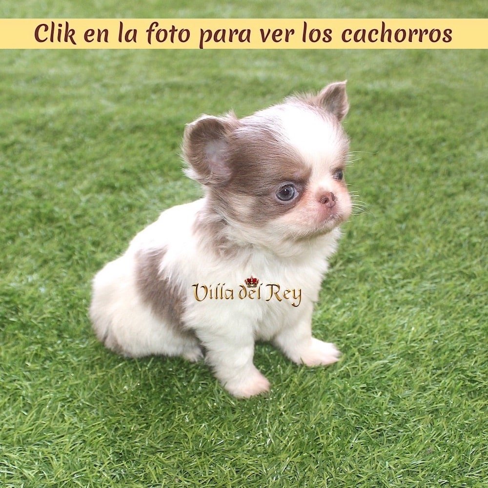 chihuahua de pelo largo criadero madrid