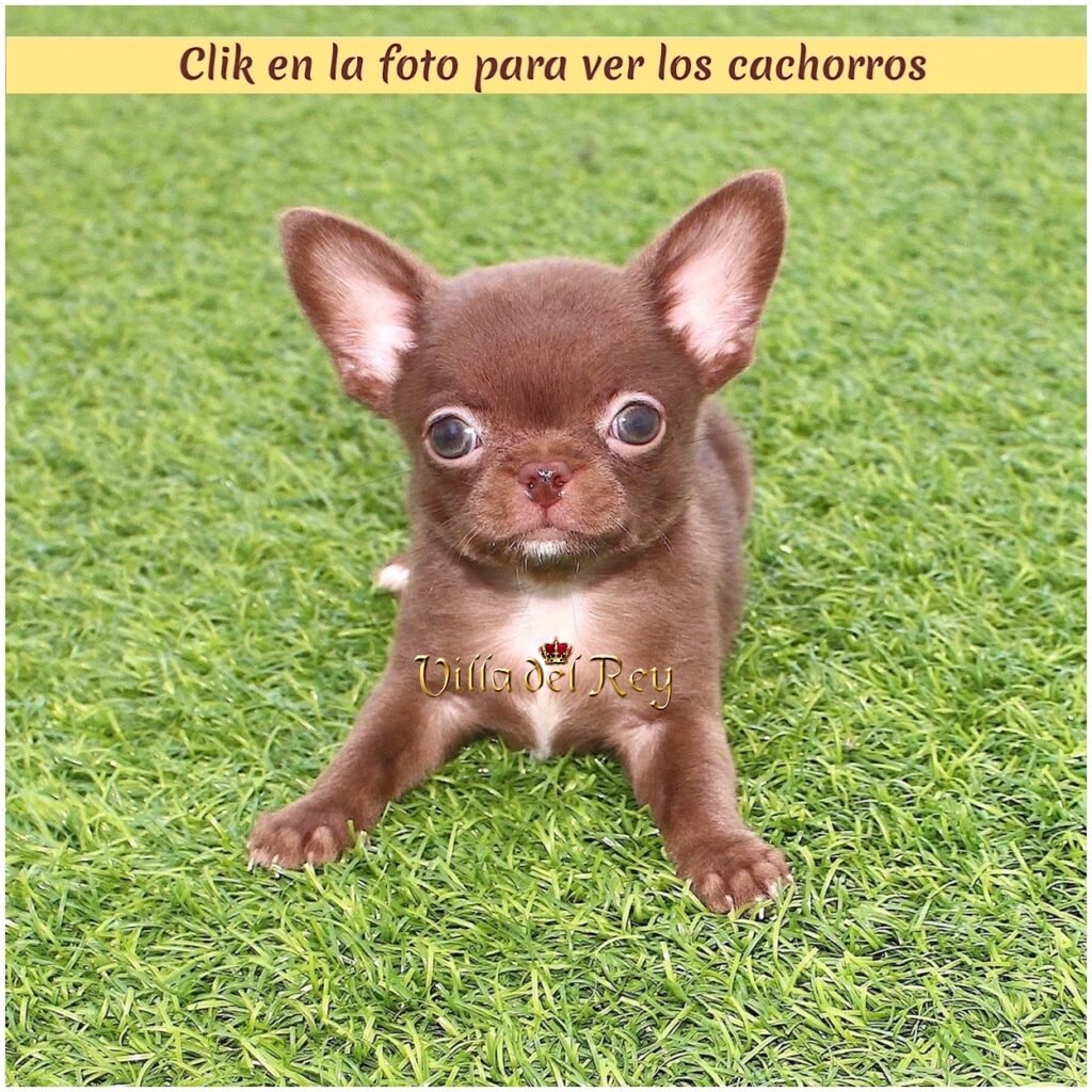 criadero de chihuahua