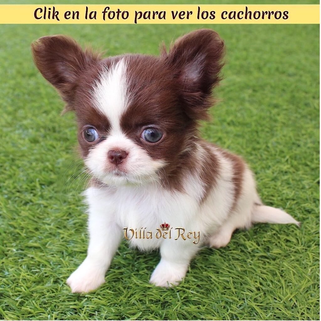 criadero de chihuahua pelo largo