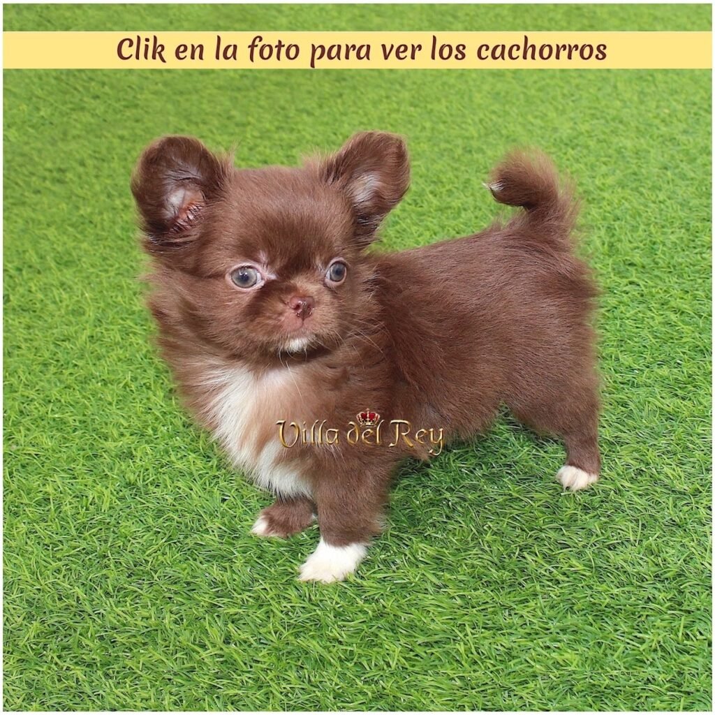 Criaderos de chihuahua de pelo largo en Huelva