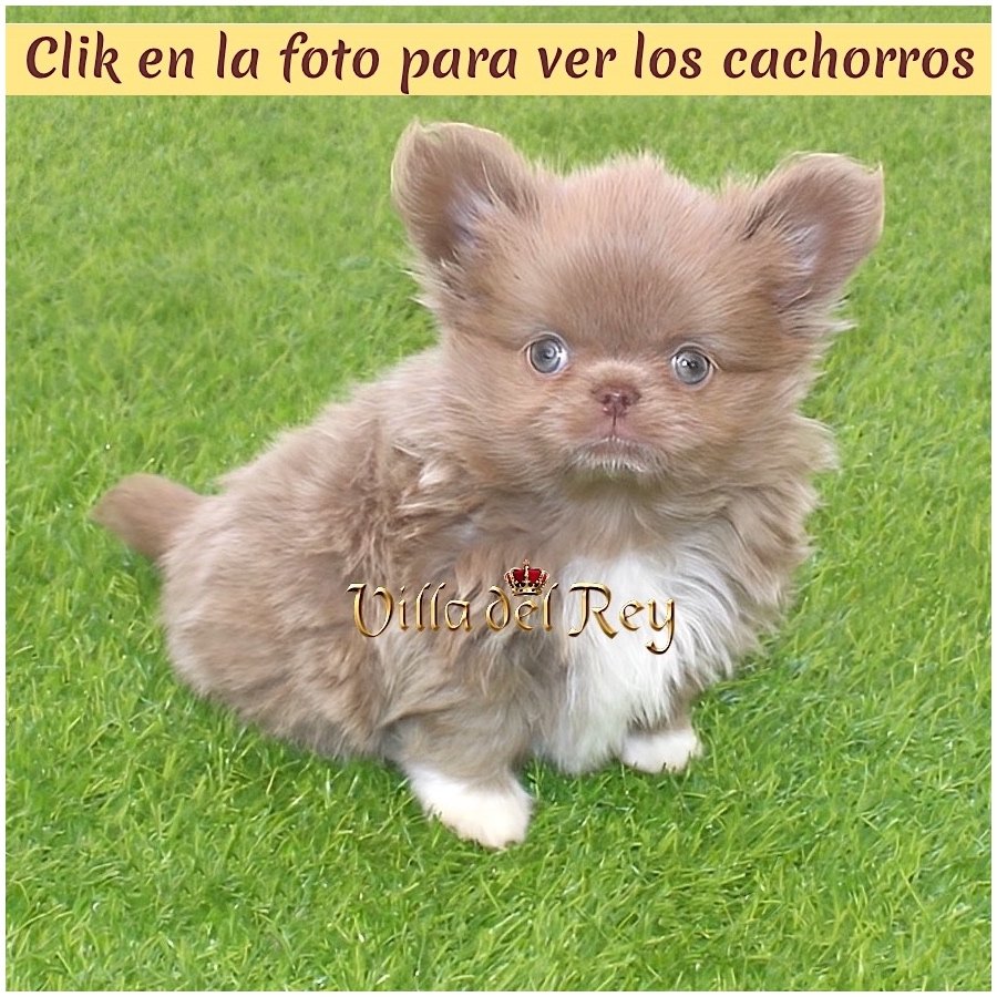 Criadero de chihuahuas de pelo largo en Vitoria compar
