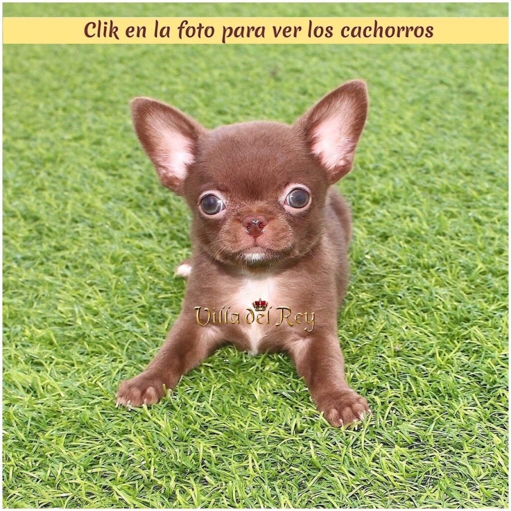 criadero chihuahua Gijón comprar