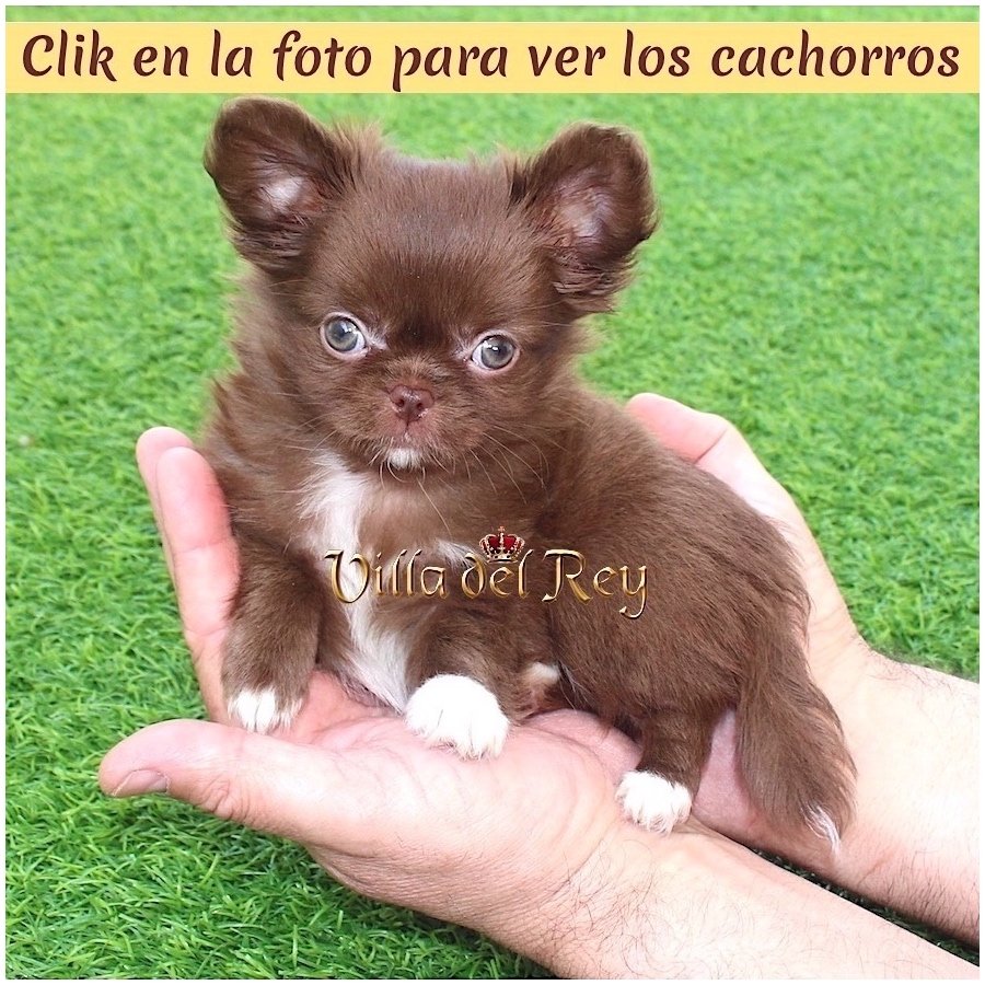 criadero chihuahua pelo largo Zaragoza comprar