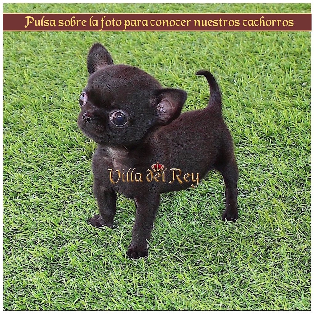 criadero chihuahua toy A Coruña