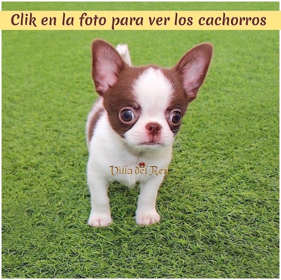 criadero chihuahua Gijón