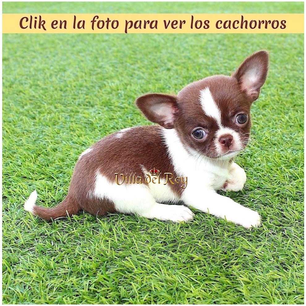 criadero de chihuahua Toledo