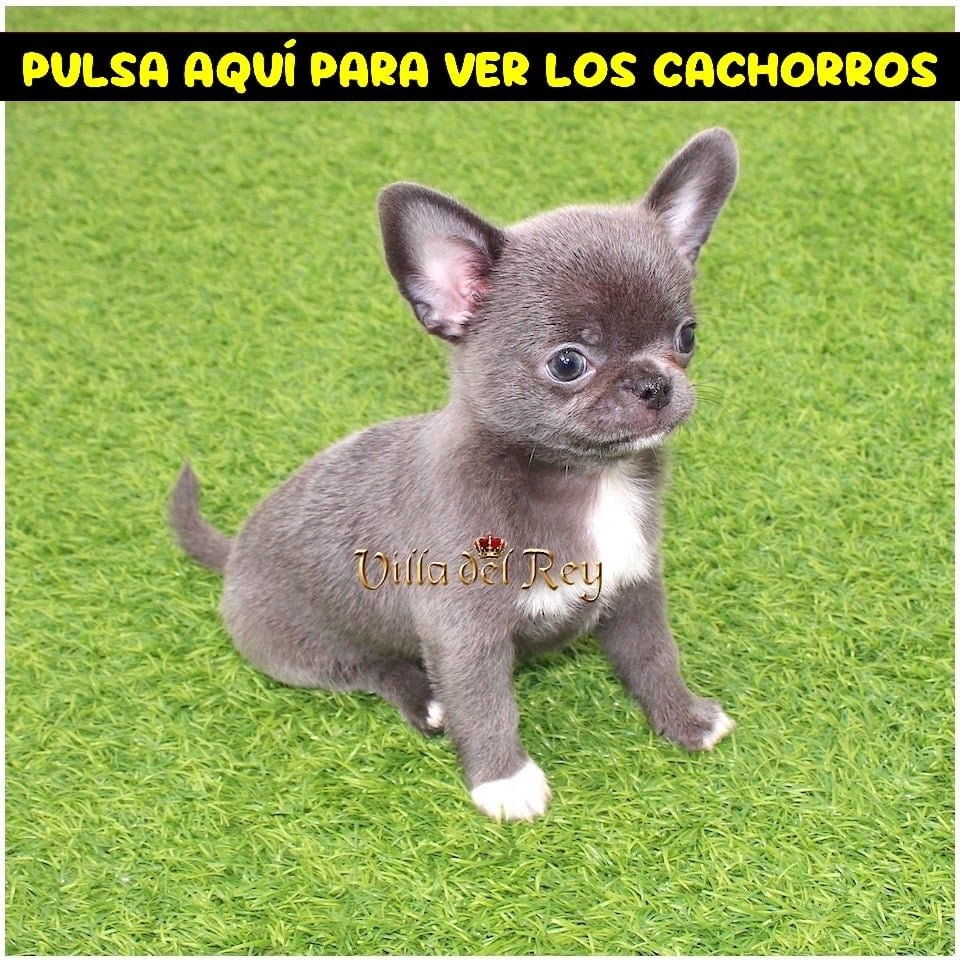 criadero de chihuahua en Gijón Venta