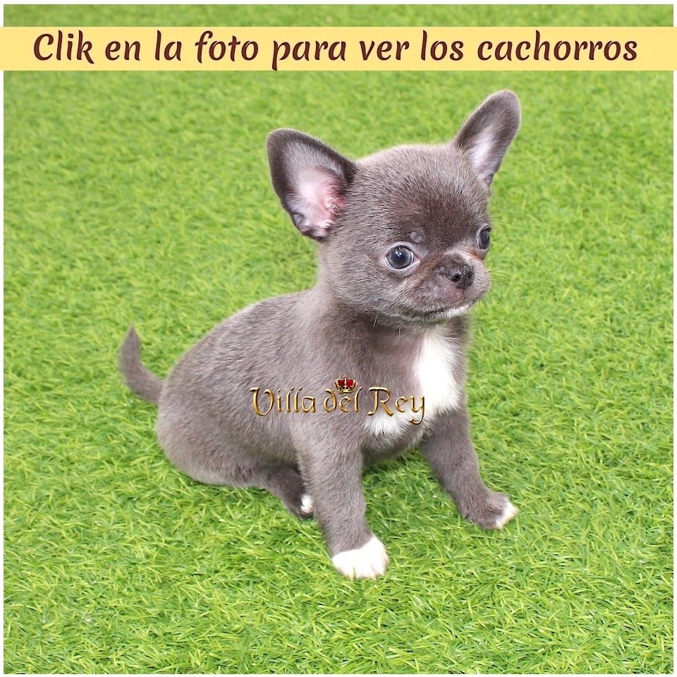 criadero de chihuahua en Zaragoza