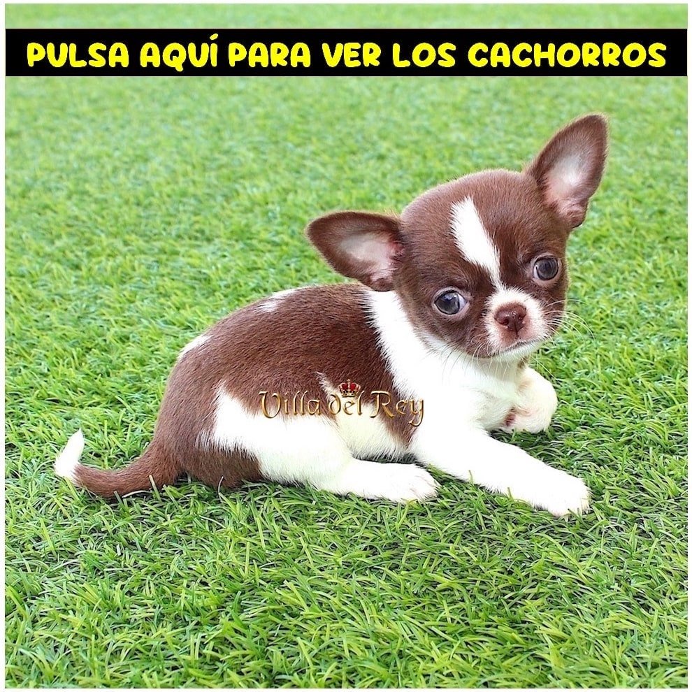criadero de chihuahua en la coruña