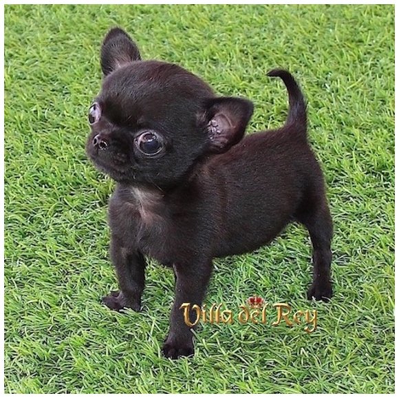 criadero de chihuahua madrid toy mini enano